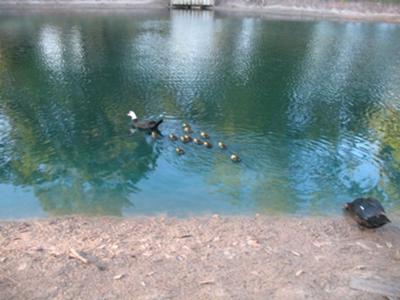 a duck pond